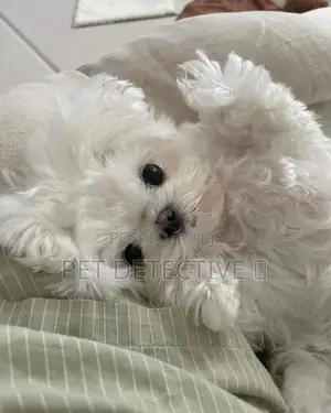 1-3 months Male Purebred Maltese