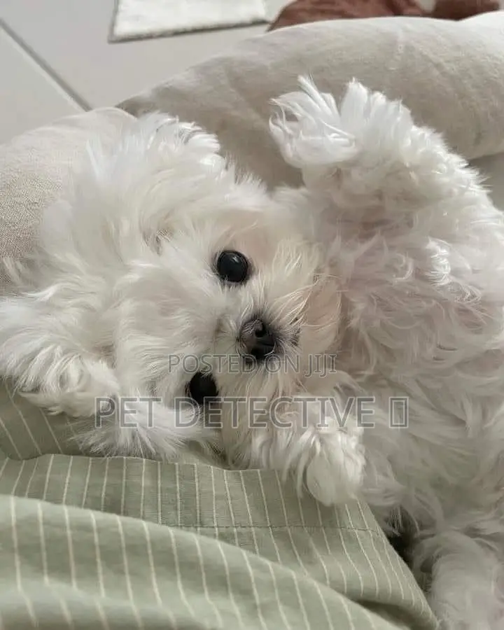1-3 months Male Purebred Maltese