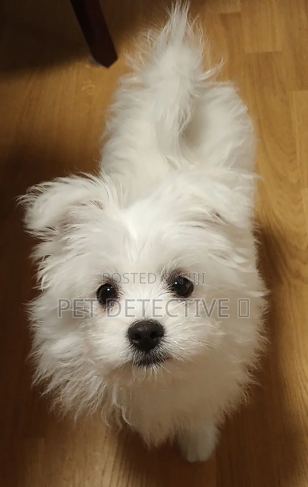 1-3 months Male Purebred Maltese