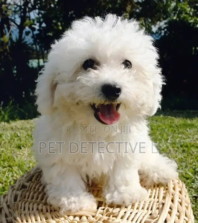 1-3 months Male Purebred Maltese
