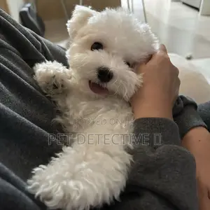 1-3 months Male Purebred Maltese