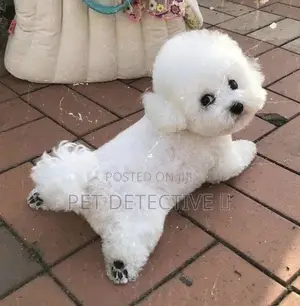 1-3 months Male Purebred Maltese