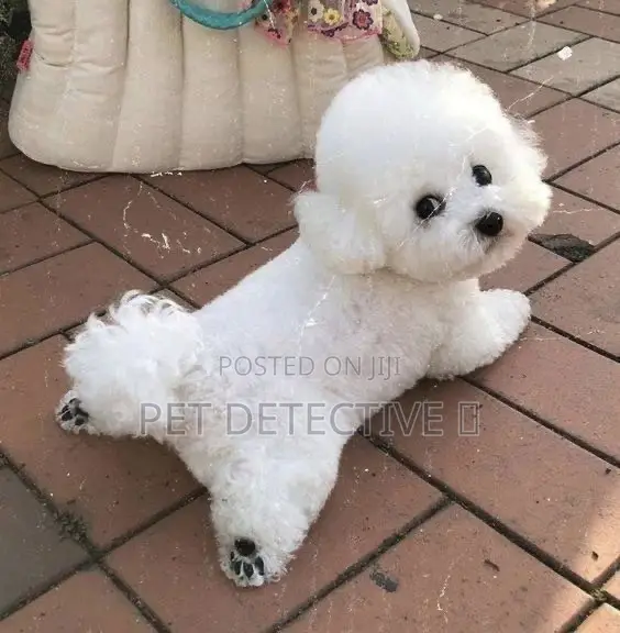 1-3 months Male Purebred Maltese