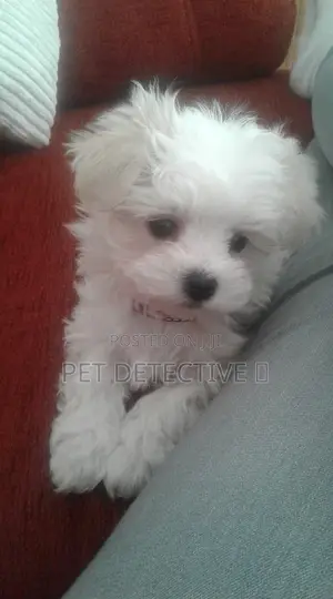 1-3 months Male Purebred Maltese