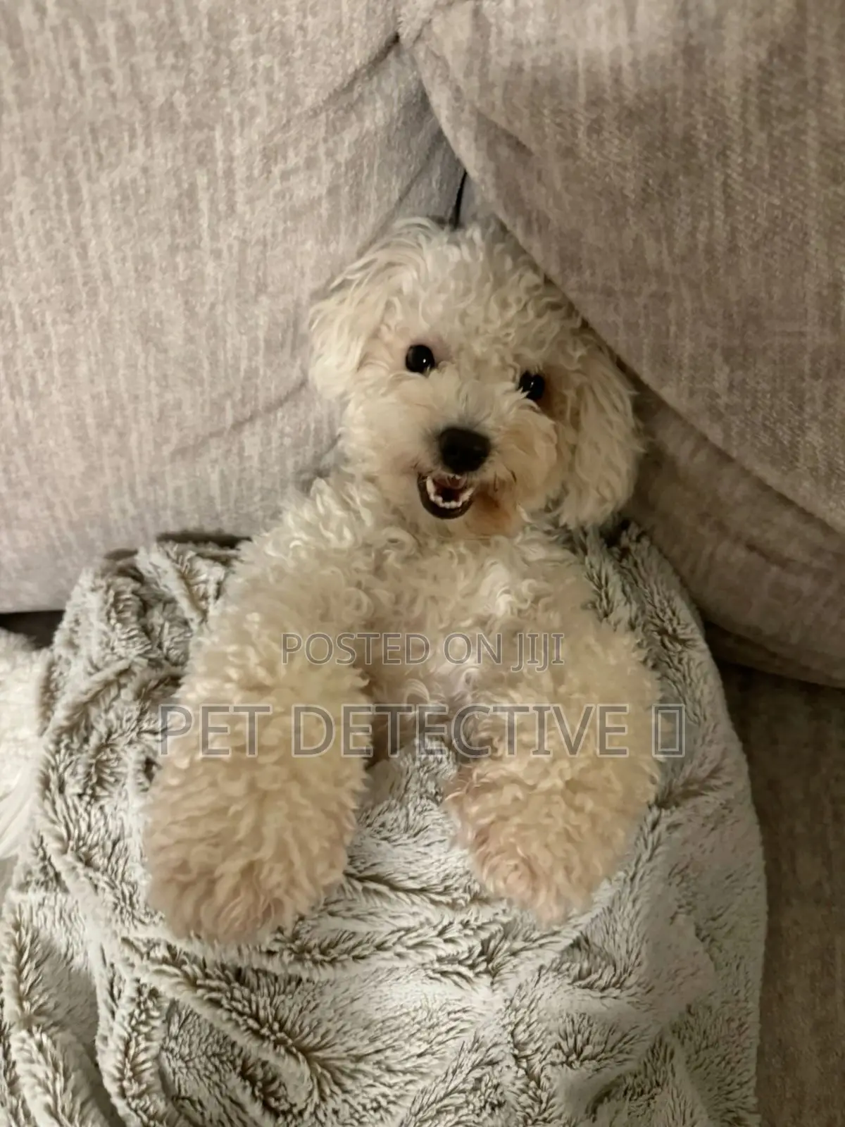 1-3 months Male Purebred Poodle