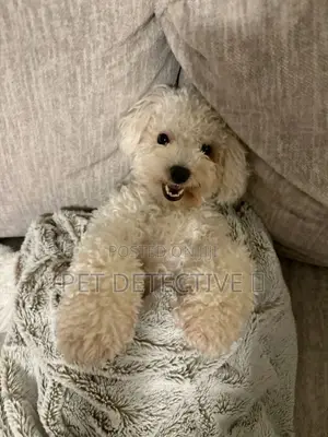 1-3 months Male Purebred Poodle
