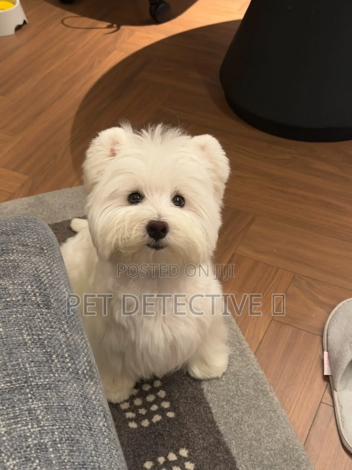 1-3 months Male Purebred Maltese