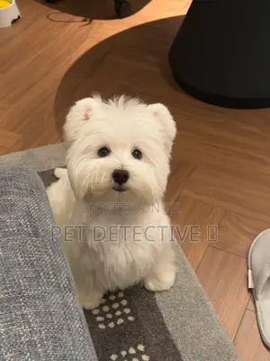 1-3 months Male Purebred Maltese