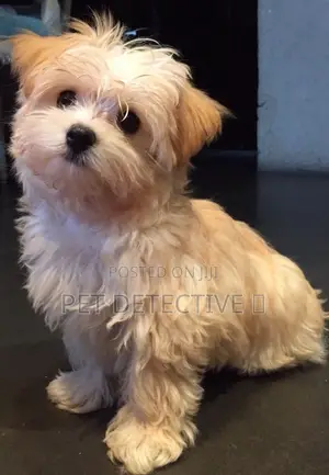 1-3 months Male Purebred Maltese