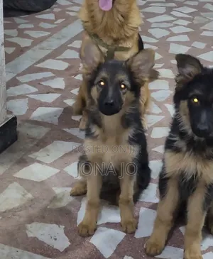 3-6 months Female Purebred German Shepherd