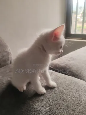 1-3 months Female Purebred American Wirehair