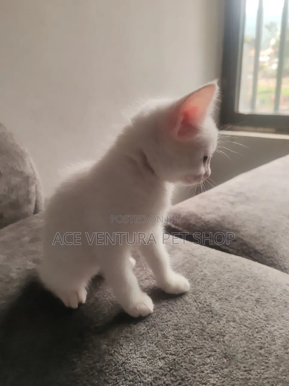 1-3 months Female Purebred American Wirehair