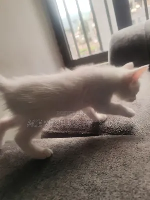 1-3 months Female Purebred American Wirehair