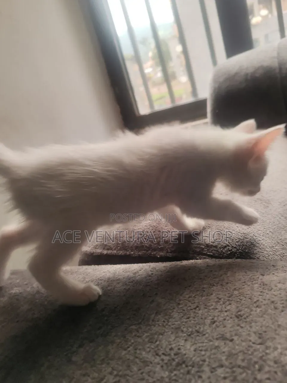1-3 months Female Purebred American Wirehair