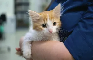 1-3 months Male Purebred American Shorthair