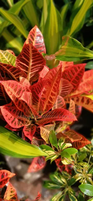 Garden Croton for Home and Office