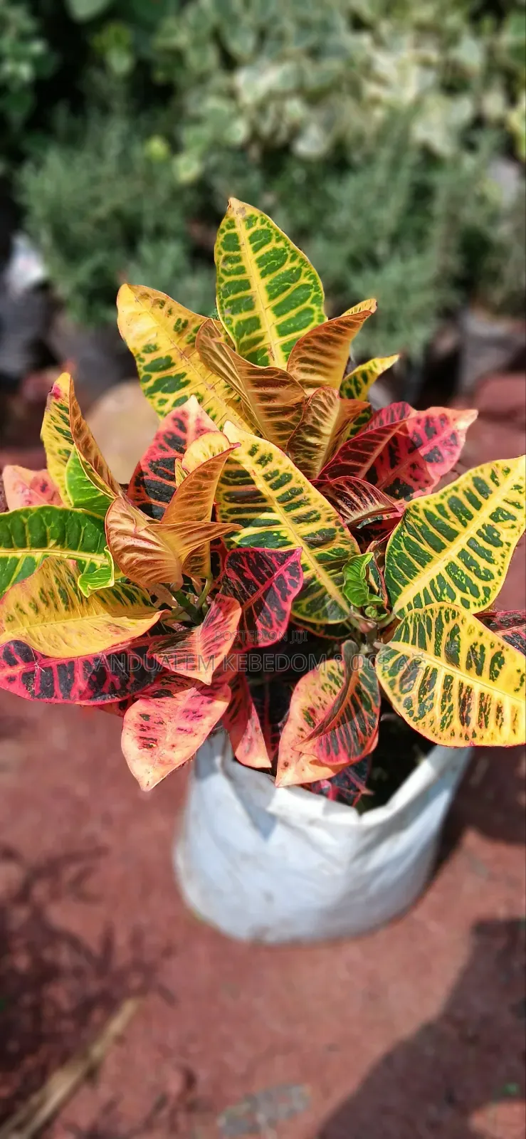 Garden Croton for Home and Office