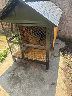 Dog Cage, Yewsha Bet, Kennel, Pet, Dog