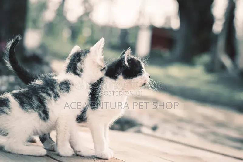 1-3 months Male Purebred American Curl