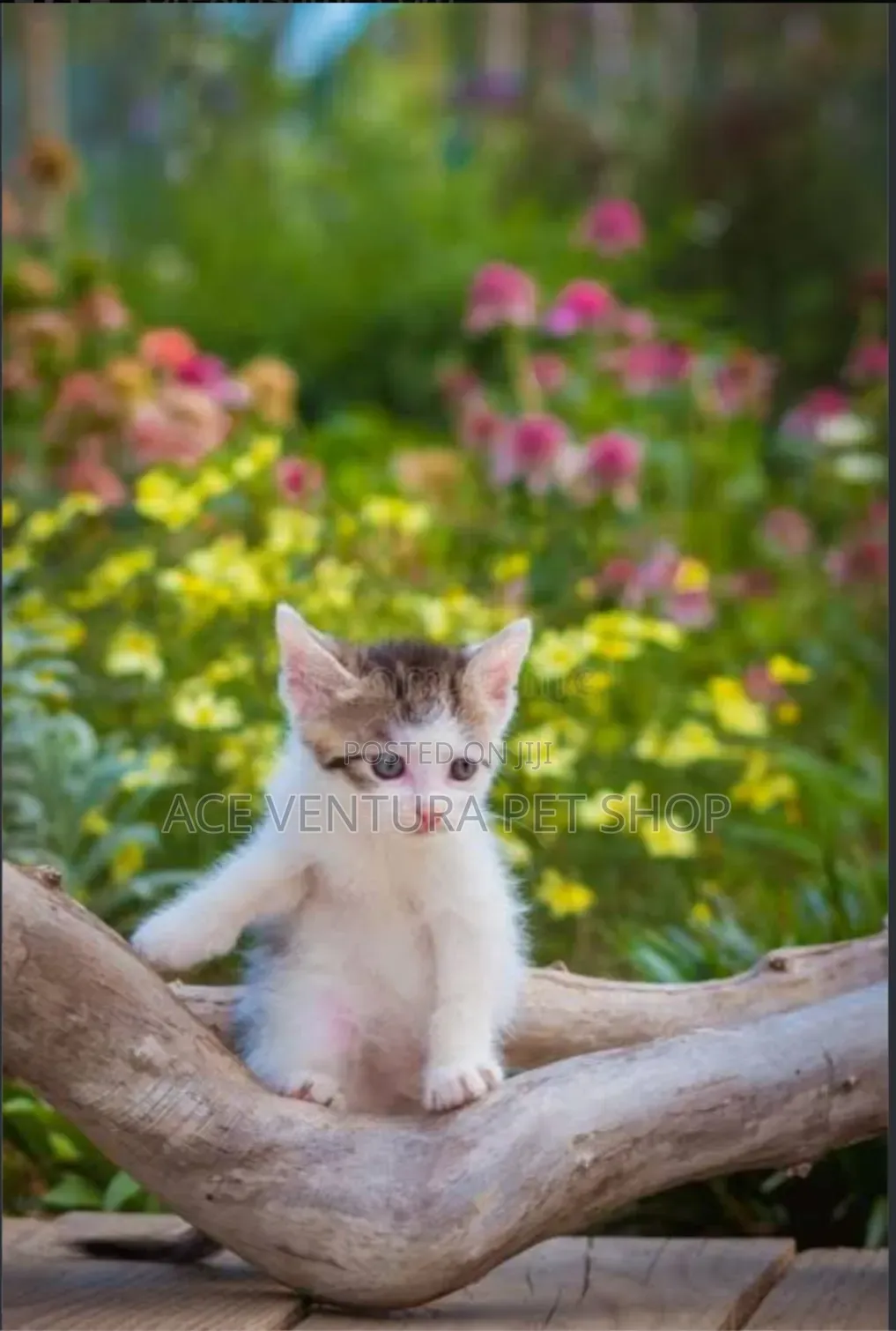 1-3 months Male Purebred American Curl