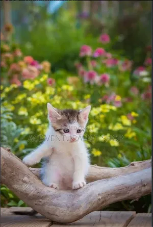 1-3 months Male Purebred American Curl
