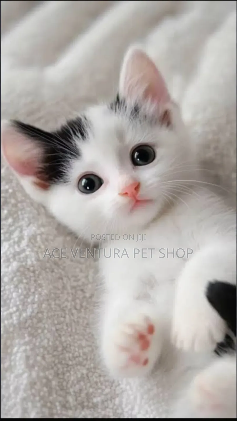 1-3 months Female Purebred American Curl