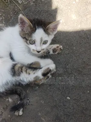 1-3 months Female Purebred Tabby