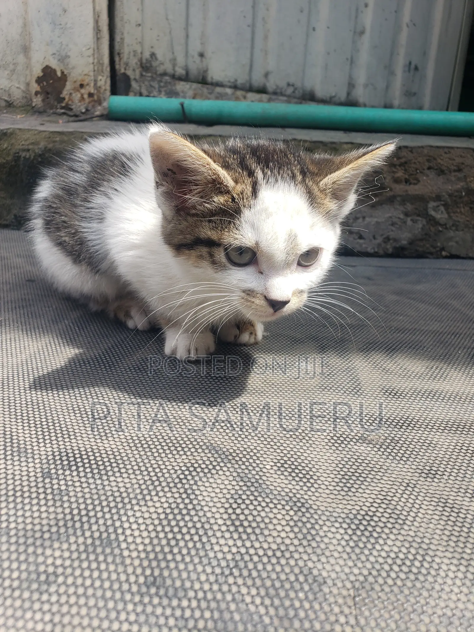 1-3 months Female Purebred Tabby