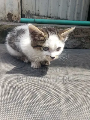 1-3 months Female Purebred Tabby