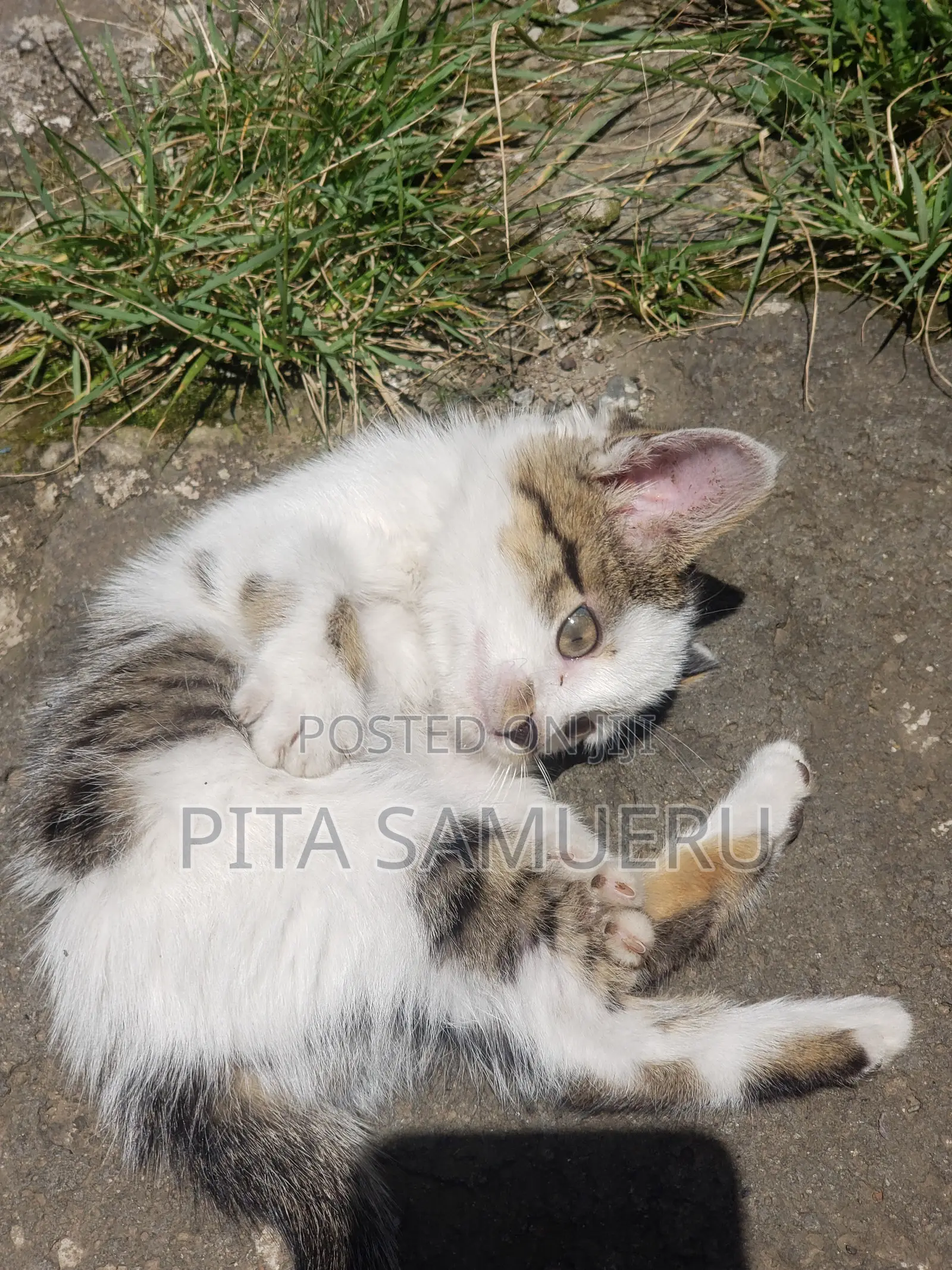 1-3 months Female Purebred Tabby
