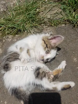 1-3 months Female Purebred Tabby