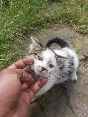 1-3 months Female Purebred Tabby