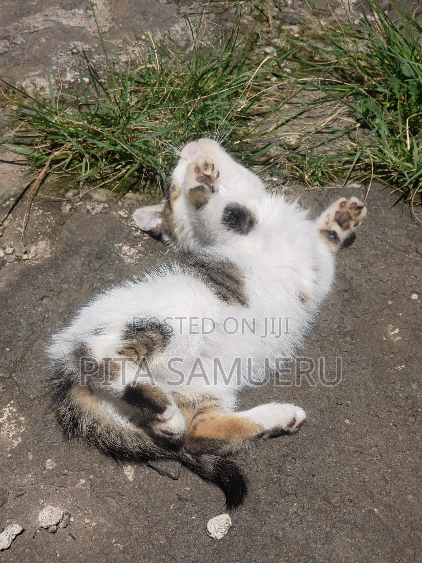1-3 months Female Purebred Tabby