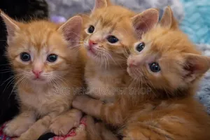 1-3 months Male Purebred American Curl