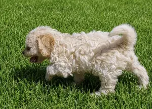 1-3 months Male Mixed Breed Maltipoo
