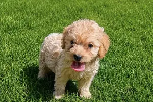 1-3 months Male Mixed Breed Maltipoo