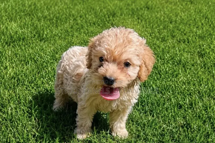1-3 months Male Mixed Breed Maltipoo