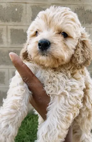 1-3 months Male Mixed Breed Maltipoo