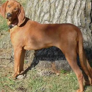 1-3 months Female Mixed Breed Redbone Coonhound