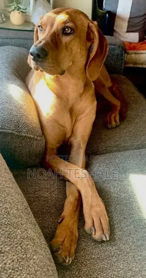1-3 months Female Mixed Breed Redbone Coonhound