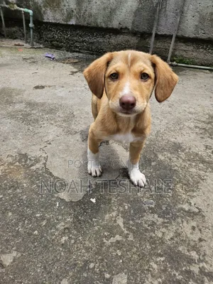 1-3 months Female Mixed Breed Redbone Coonhound