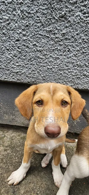1-3 months Female Mixed Breed Redbone Coonhound