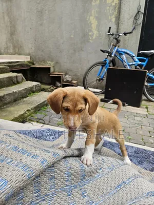 1-3 months Female Mixed Breed Redbone Coonhound