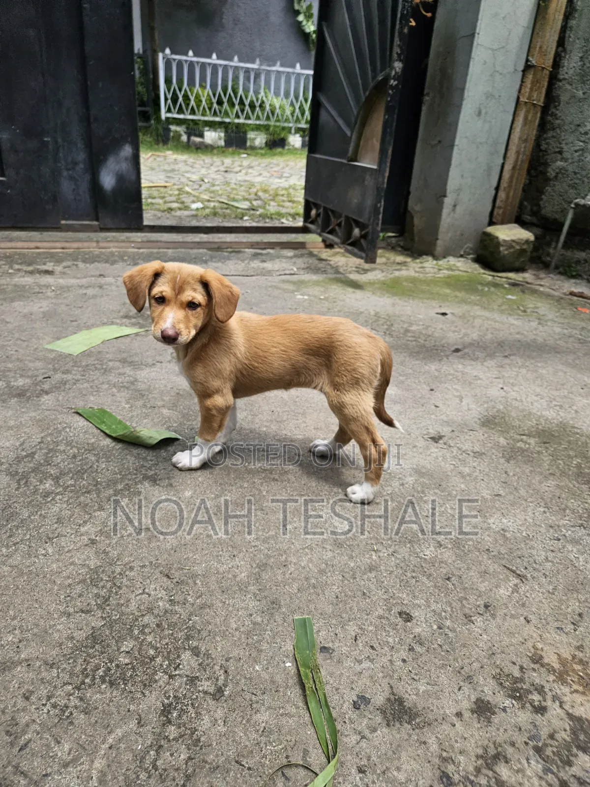 1-3 months Female Mixed Breed Redbone Coonhound