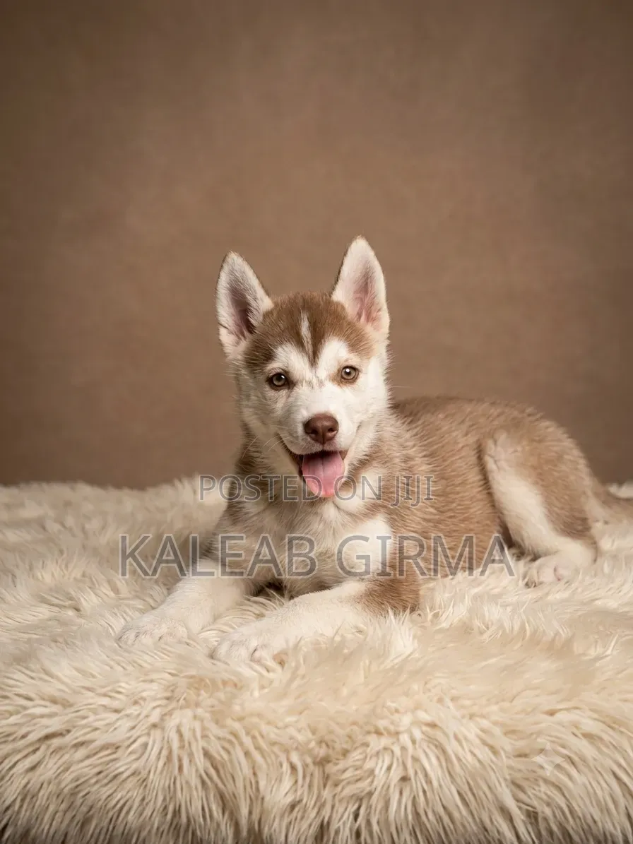 3-6 months Male Purebred Siberian Husky