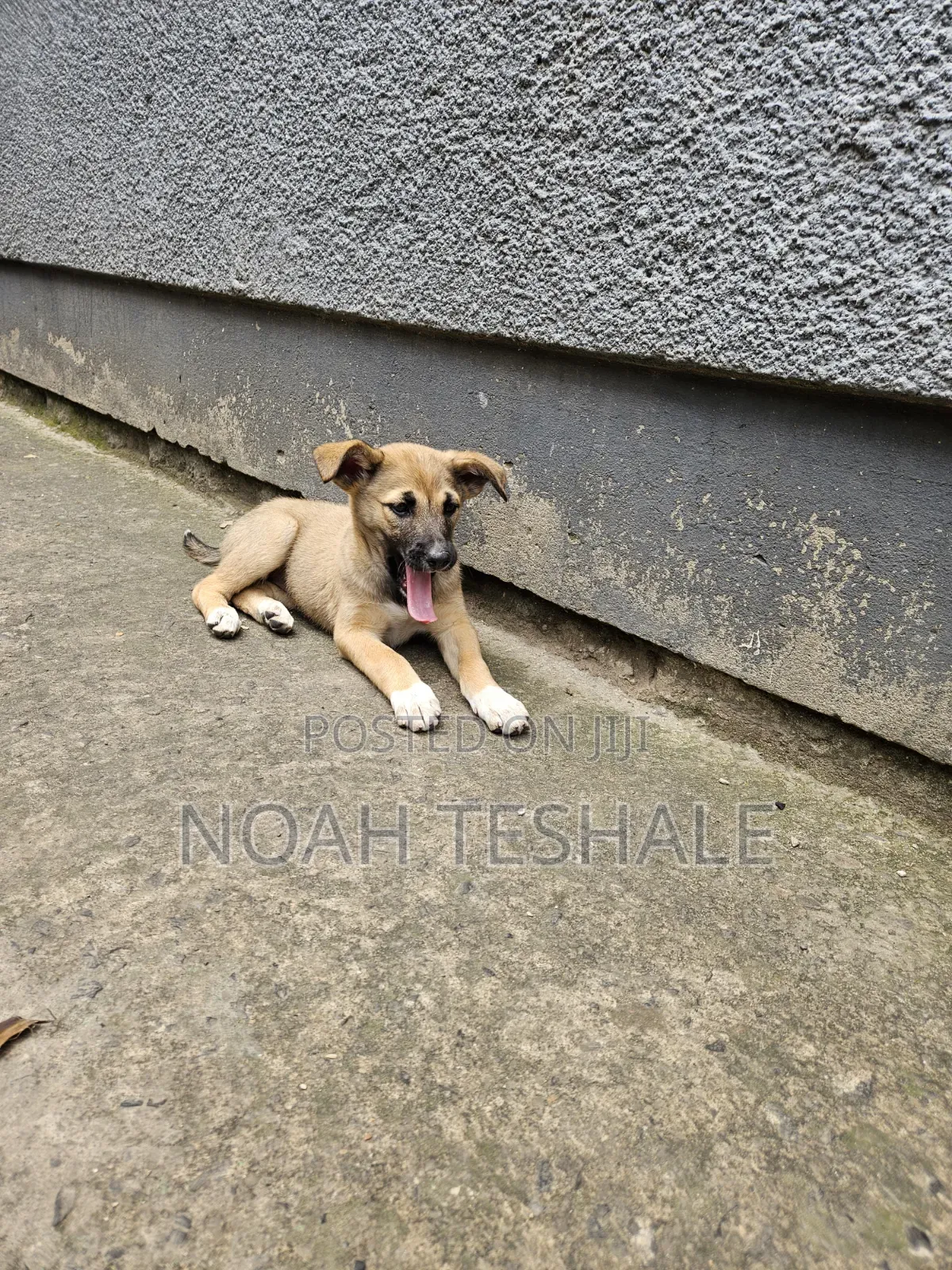 1-3 months Female Mixed Breed Belgian Malinois
