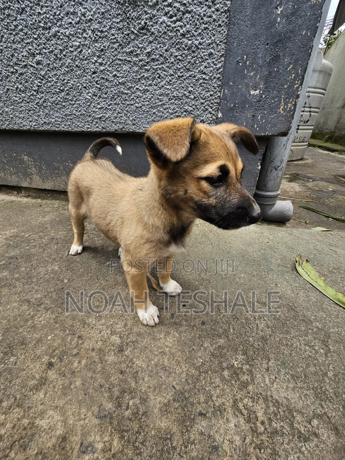 1-3 months Female Mixed Breed Belgian Malinois