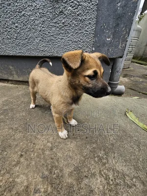 1-3 months Female Mixed Breed Belgian Malinois