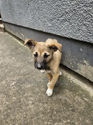 1-3 months Female Mixed Breed Belgian Malinois
