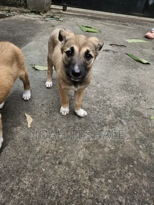 1-3 months Female Mixed Breed Belgian Malinois